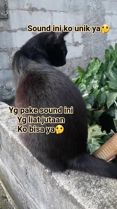Apa yg terjadi ya pake sound ini🤔#cat #catlovers #catshort