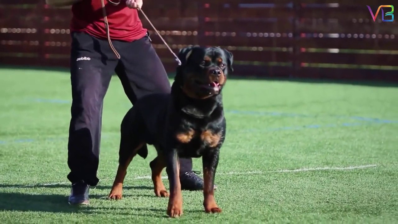 Extreme Rottweilers Extreme Trained & Disciplined Rottweiler Dogs - Rottweiler estremamente ...