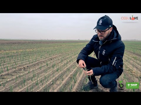 Wideo: Odmiany cebuli ozimej. Uprawa cebuli ozimej
