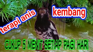 Terapi Anis Kembang stres, macet, malas bunyi