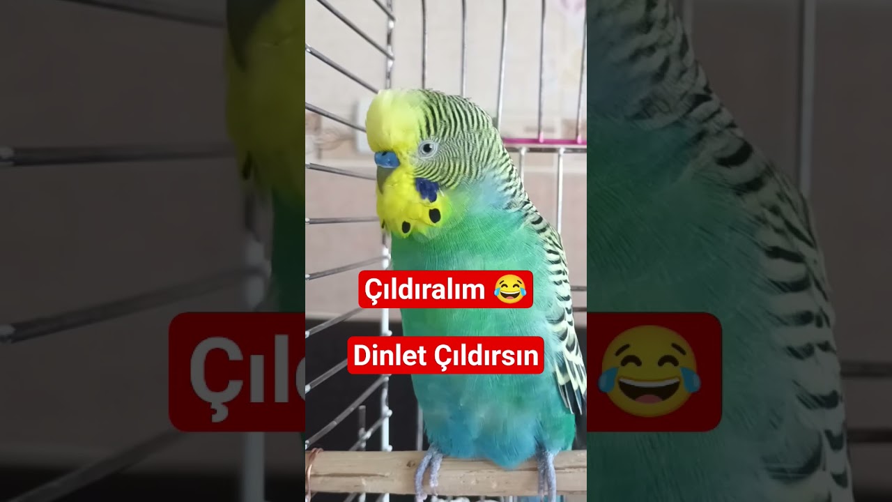 Muhabbet Kuşu sesi , Muhabbet Kuşu Çağırma sesi , Muhabbet kuşu Ele alıştırma  #muhabbetkuşu
