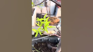 rể cây táo tàu sau 2 lần nhổ lên trồng lại