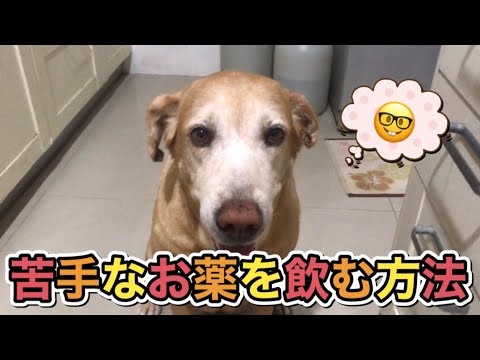 【ASMR】苦手なお薬も、お菓子と言われたらペロっと食べちゃうラブラドールレトリバー！【やっぱりラブラドールレトリバーLabrador】