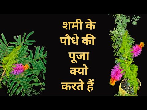 Shami Plant Ki Pooja Kyon Karte Hai, शमी के पौधे की  पूजा क्यो करते हैं