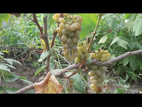 Цветочный - яркий