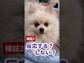 犬が反応する音【第2弾】
