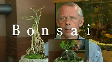 Kann man Bonsai komplett zurückschneiden?