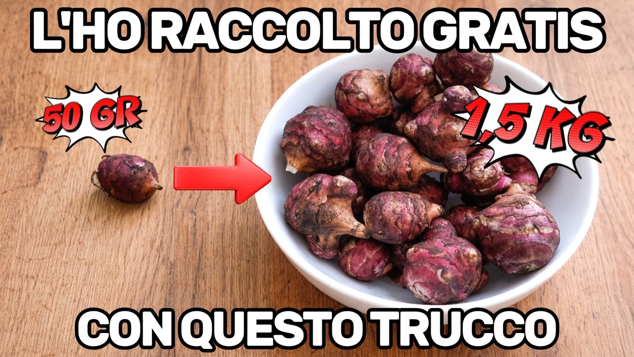 Come MOLTIPLICARE il TOPINAMBUR sul balcone a costo zero