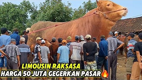 SAPI LIMOUSIN RAKSASA BUAT GEGER WARGA PASAR DEAL SAMPAI 2 KALI❗️🔥