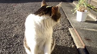 [野良猫]気づかずに頭の上に葉っぱを乗せてるキジ白猫が可愛すぎる[straycat]The cat with the leaf on its head is so cute!