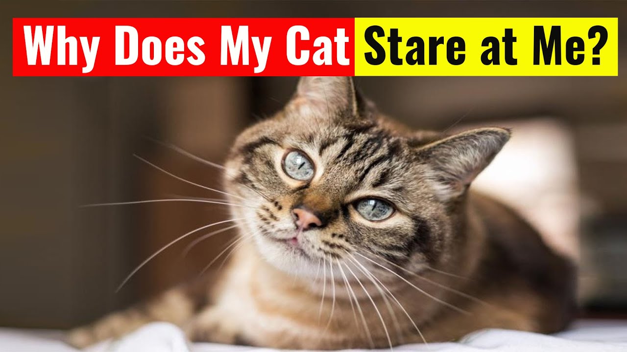Why Does My Cat Stare at Me? 