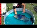 BLUE CHEMICAL WASH to SAVE INFECTED FISH **Treatment Works on All Fish**