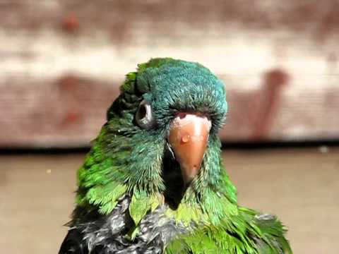 The Best of Avis The Blue Crown Conure