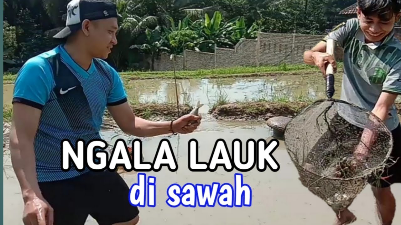 Daffa Family"NGABEDOLKEN"ngambil ikan di sawah. - YouTube