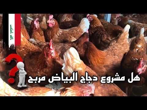 هل مشروع تربية دجاج البياض مربح