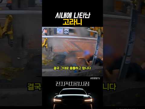 이젠 시내까지 등장한 고라니 thumbnail