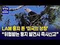 독수리 왕이 돌아왔다 흰머리수리 둥지 발견 