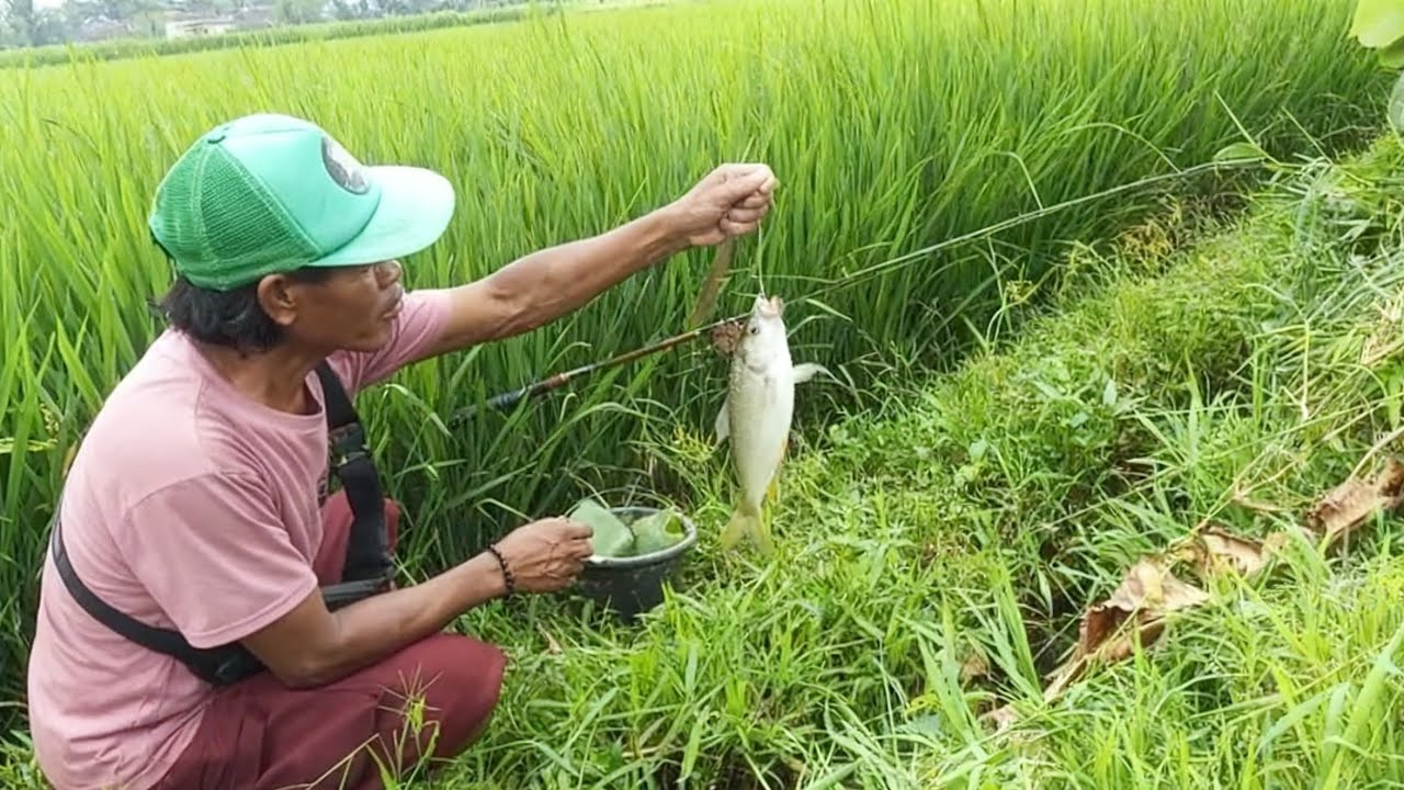 Spot Solokan ‼️serangannya bikin penasaran | mancing dikali