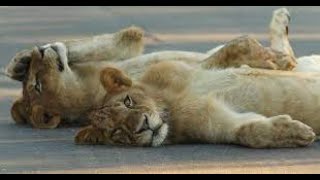 Best Lion Moments: Part 1 | Top 5 | BBC Earth