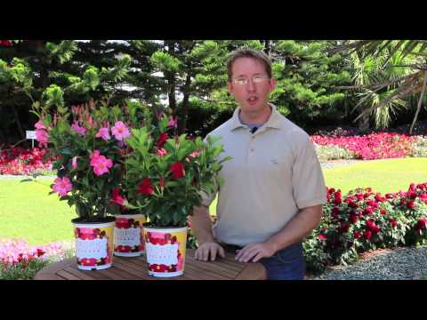 How to Grow Tropical Mandevilla: 3 Easy Tips