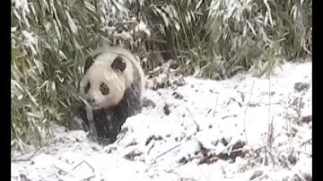 Two Captive-bred Giant Pandas Released into Wild in Southwest China