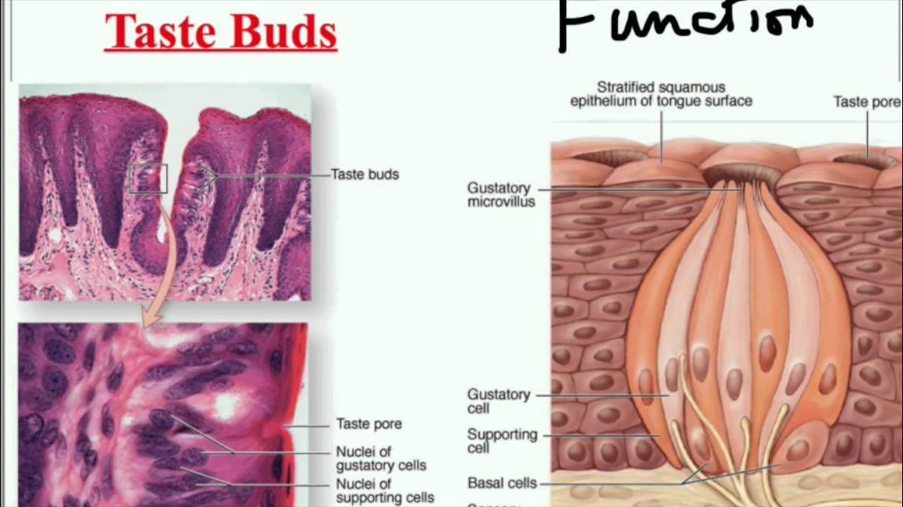 Armory hydrostream slightly scraped. Armory hydrostream slightly scraped. Springfield-xd-40-tactical. Пальметто стейт армори ак. Armory hydrostream slightly scraped.