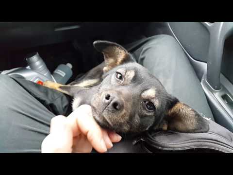 Видео: Как да намерим дом за изоставено кученце