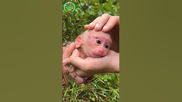 Wanita Ini Menyelamatkan Seekor Bayi Monyet Yang Ditinggal Induknya 😭 🐒❤️