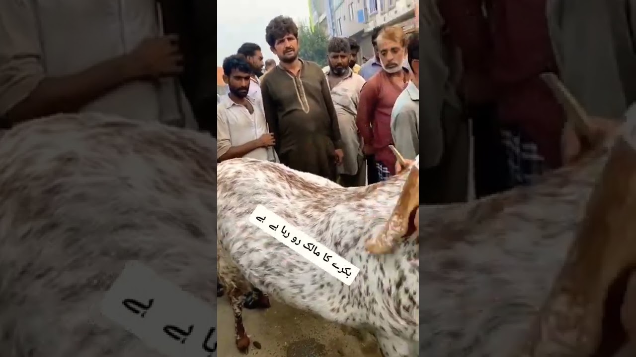 Watch tik tok bakra viral #shorts #bakra#viralvideo #beautiful on YouTube Watch tik tok bakra viral #shorts #bakra#viralvideo #beautiful on YouTube