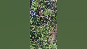 Amazing Dove Trap Using King Of Trap #Shots