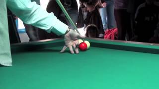 ALAIN REMOND demonstration billard à la bande.mp4