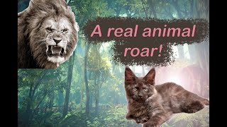 A real growl from a little Maine Coon by Hug me! Our favorite cats. 552 views 2 years ago 3 minutes, 21 seconds