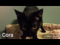 Cora narrescuegroupsorg  adopted