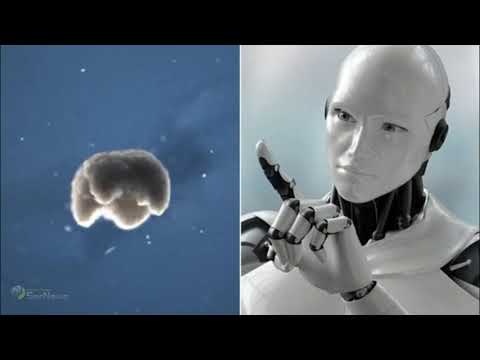 New Xenobots: Τα νέα «ζωντανά βιολογικά ρομπότ»
