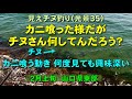 見えチヌ釣り（光景３５）カニを喰った様に見えるがチヌさん何してんだろう(カニ喰う動きは様々で何度見ても興味深い)【前打ち／ヘチ釣り／落とし込み／河川／クロダイ／カニ／釣り方／サイトフィッシング】