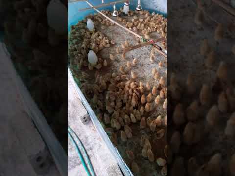 Video cách úm gà con siêu đơn giản , tỷ lệ sống 100% - youtube