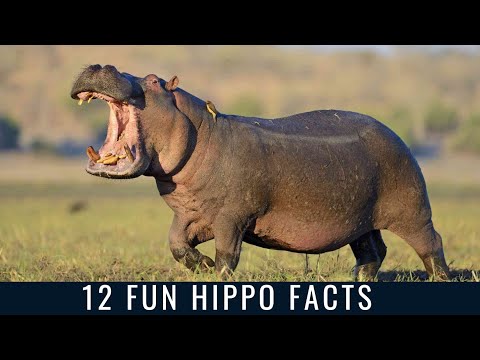 12 Fun Hippo