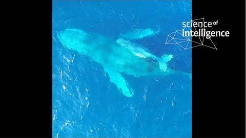 CoBe @SCIoI: Interacting with a fish swarm (demonstrator credit video)
