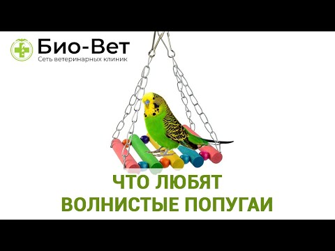 Что Любят Волнистые Попугаи // Еда, Игрушки Для Волнистых Попугаев // БИО-ВЕТ