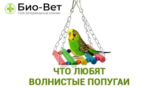 Что Любят Волнистые Попугаи // Еда, Игрушки Для Волнистых Попугаев // БИО-ВЕТ