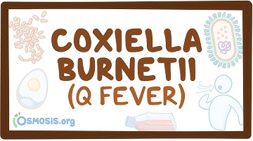Coxiella burnetii (Q fever) - causes, symptoms, diagnosis, treatment, pathology