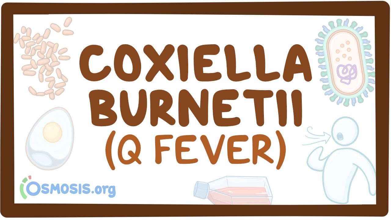 Coxiella burnetii (лихорадка Ку) — причины, симптомы, диагностика, лечение, патология