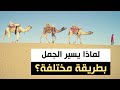 لماذا يسير الجمل بطريقة مختلفة وهل تعلم أن له أصبعين فقط