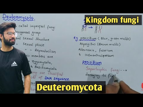 Deuteromycota fungi Life Cycle | Characteristics | Class 11 Biology