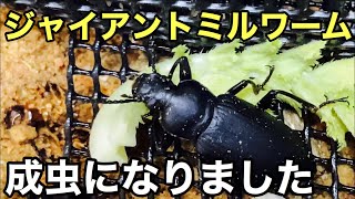 70以上 ジャイアントミルワーム 繁殖 ユニークな壁紙サイト Fhd 70以上 ジャイアントミルワーム 繁殖 ユニークな壁紙サイト Fhd