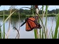 Monarch Butterfly Flip Flapping #effortforever #shortsfeeds #effort