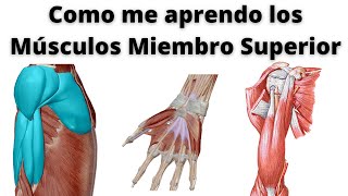 COMO APRENDER LOS MÚSCULOS DEL MIEMBRO SUPERIOR