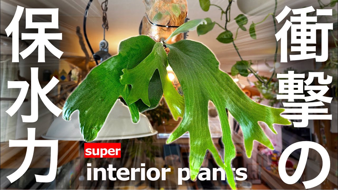 【乾燥対策】アレを使うと