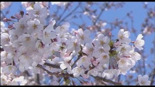 Cherry Blossoms  Romance Spring in Japan ~ Романтичная весна, Цветение сакуры в Японии