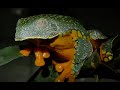 ????? ??????????? ??????. Strange frog Cruziohyla craspedopus - Engl subt